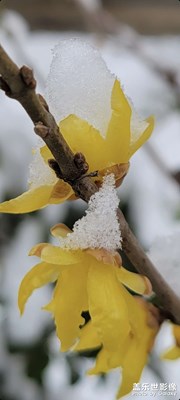 雪景