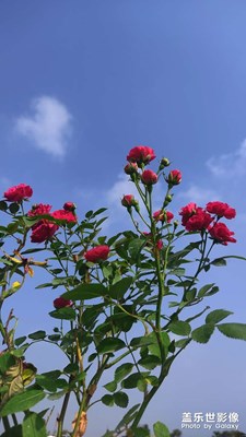 不会拍'有没有手机拍照教程