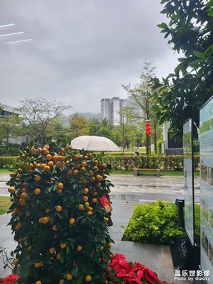 雨天的安逸