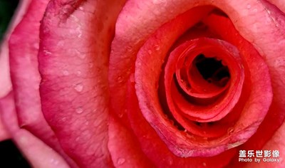 娇艳欲滴的玫瑰花