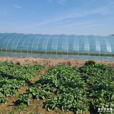 立春后的农田
