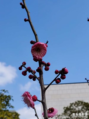 【新春色彩】+新年好