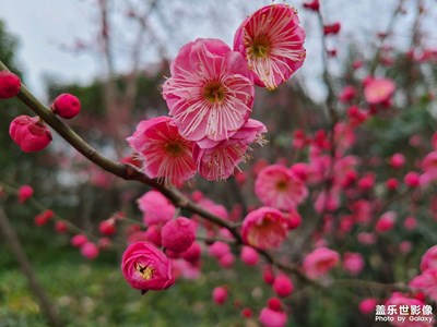 春天里的腊梅