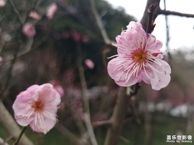 春暖花开