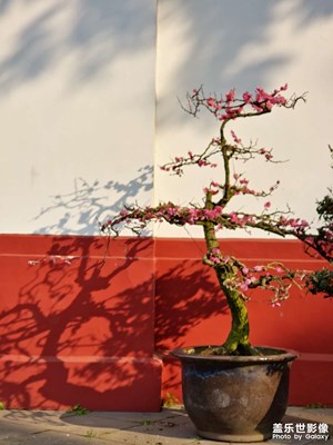 【身边的美好】+元宵节游园望丛祠