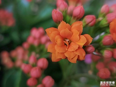 花团锦簇之长寿花