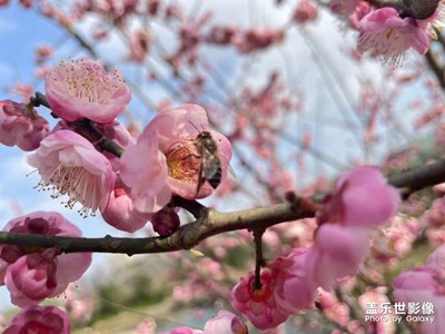 春日暖阳