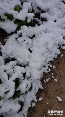 家乡过节