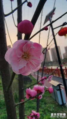家边小花花送给你