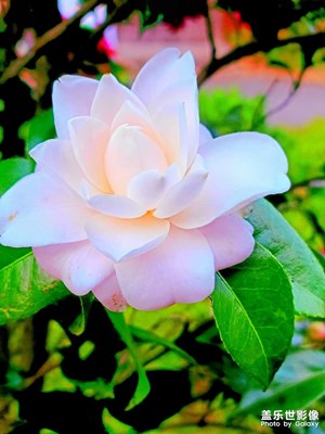 灵秀茶花