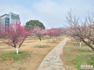 校园的梅花