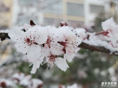 【街头】+雪中花