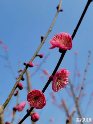 梅花初开