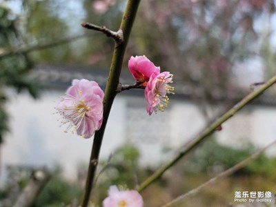人间三月天