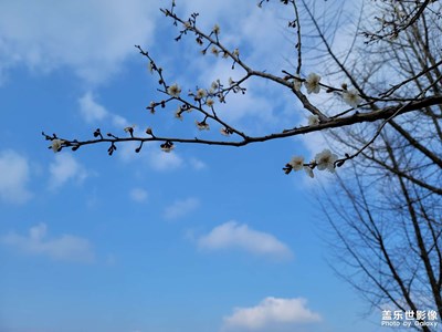 超山梅花开放