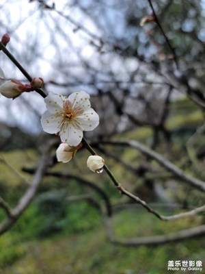 春风一枝梅带露