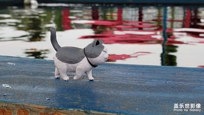 扭蛋里的猫
