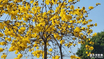 随拍风铃花