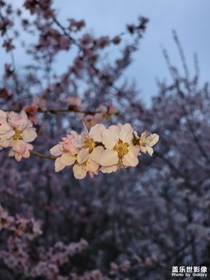 手机里的记忆ㄧ桃花