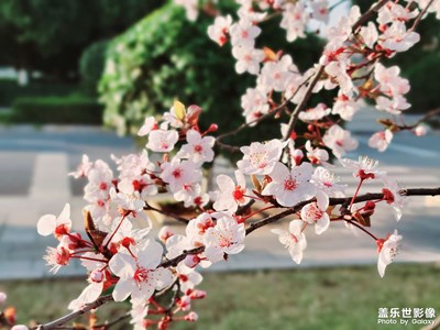 李花盛开