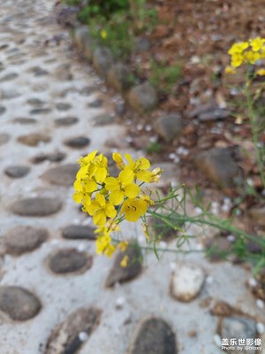 路边的小花