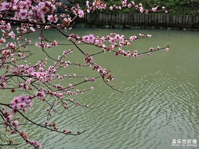 【手机里的记忆】+春花正开