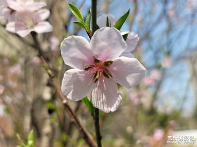 桃花为谁红