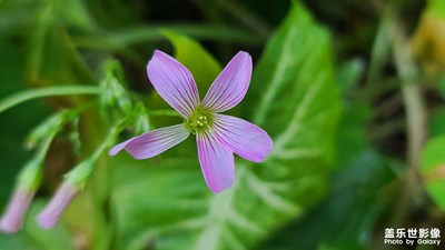 小草小花