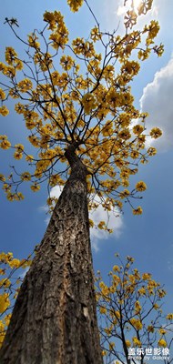 花城下的黄花风铃木，樱花