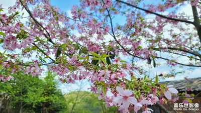 樱花季