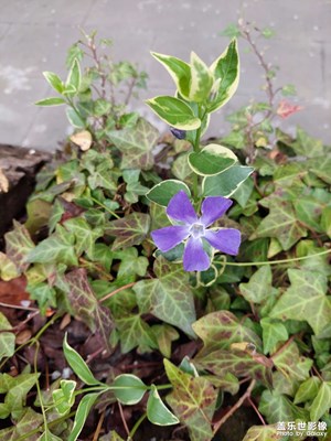 雨后花朵