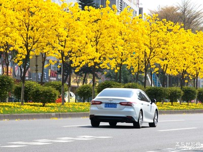 黄花风铃木