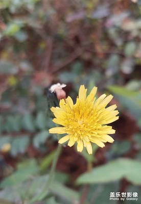 野菊花