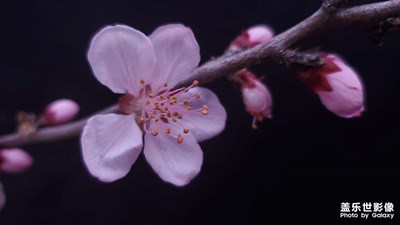 【春光好】+春来龙泉湖