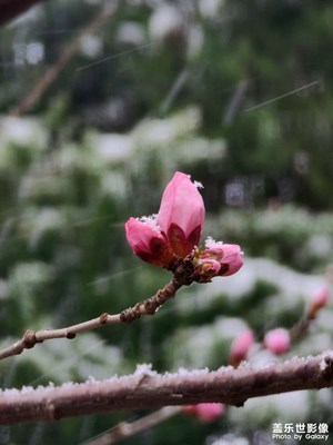 桃花雪