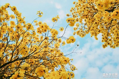 【春光好】广州的黄花风铃木