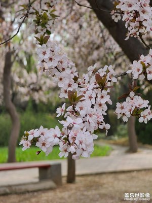 【春光好】一花只为一树开