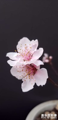 【春光好】+桃花朵朵开