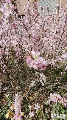 繁花似锦
