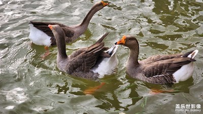 春水与鸭子