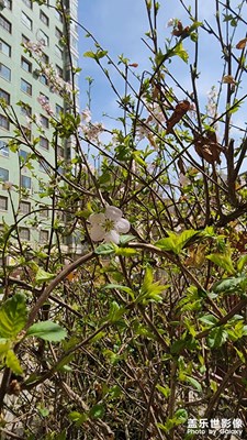 谁家不拍花？