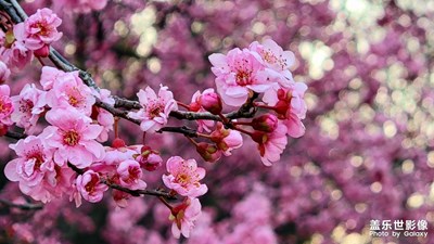 春光好 郑州