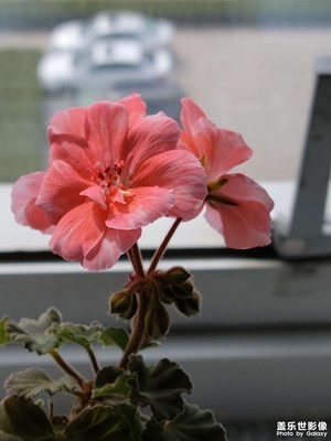 公司的花花