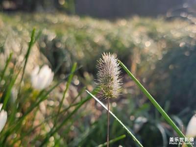 绒绒的草