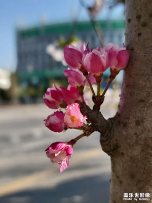 春花烂漫