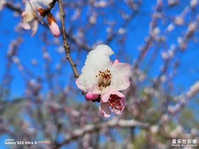 【春光好】雪花