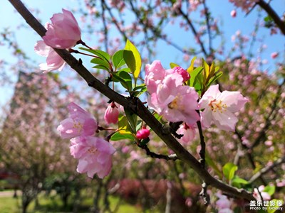 随拍《花》
