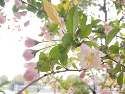 【热爱生活】+花花草草