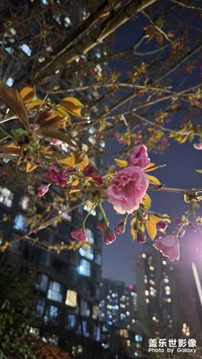 花开了