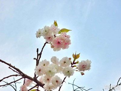 【春色】+樱花